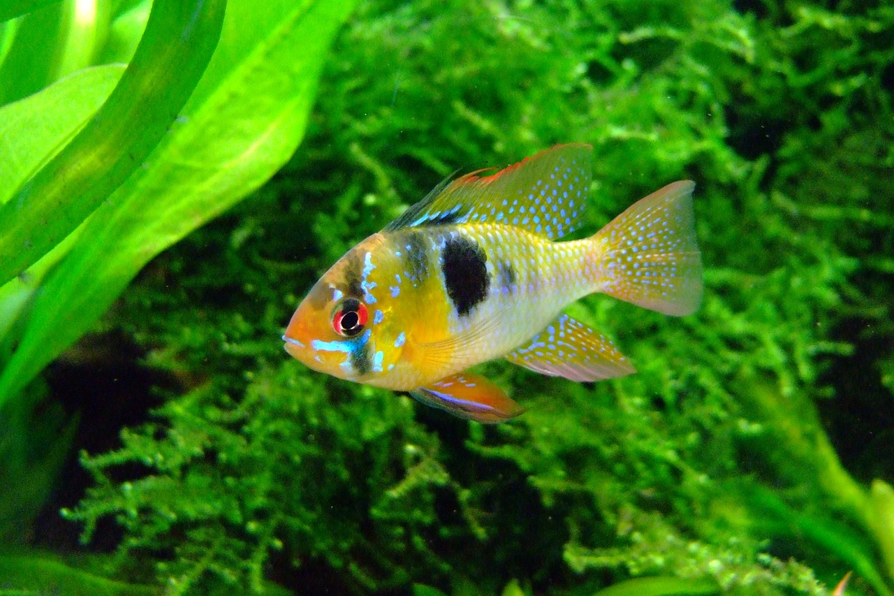Conserving Freshwater Biodiversity: A Matter of Life and Sustainability